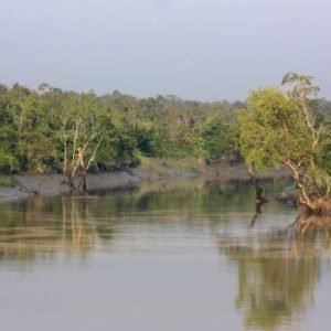 Sunderbans Mangrove