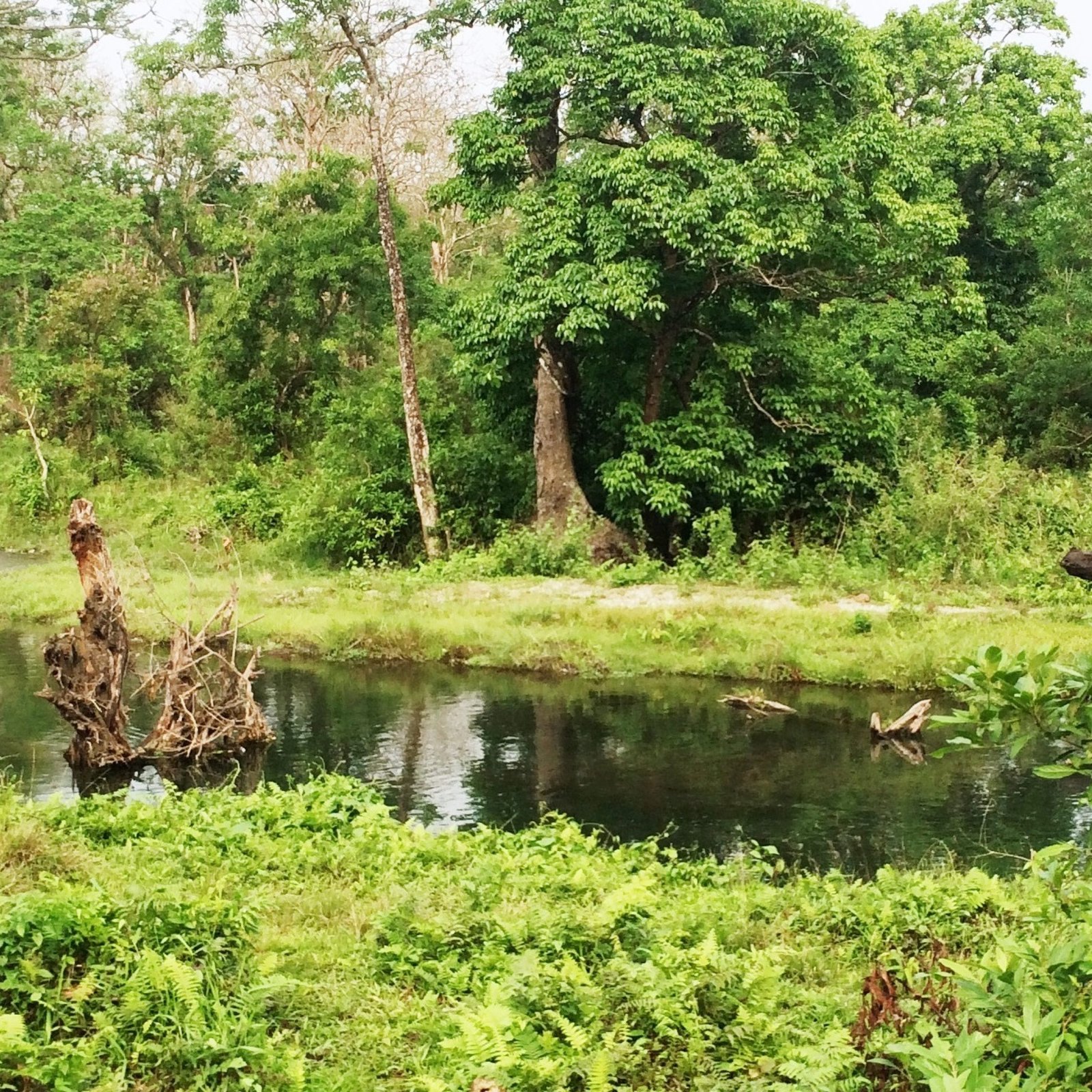 DAY-4 Gorumara - Jaldapara National Park (90 km)