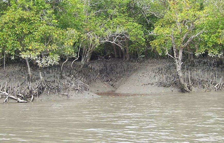 Sunderbans Tours 2N | 3D  A Unique Forest Adventure