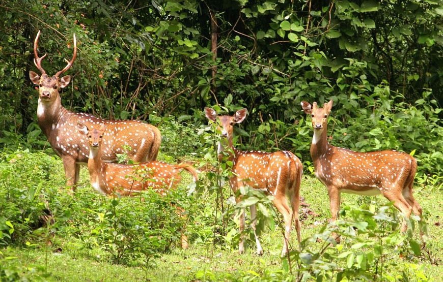 Guwahati-Shillong-Kaziranga 5N | 6D