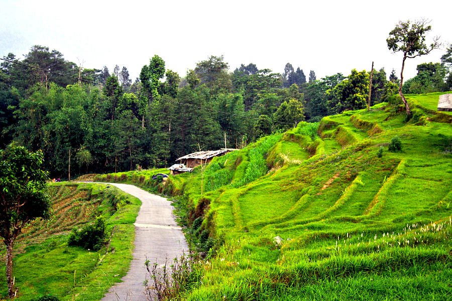 Day 3 Transfer Lamahatta via Pedong